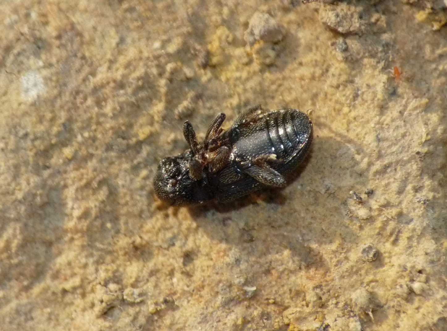 Coleotterino: Pachnephorus cfr corinthius (Chrysomelidae)